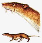 Janiset, a medium-size weasel-like carnivorous rodent that fills a similar niche to mainland weasels and its similar relatives