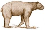 Short Faced Bear, Now Extinct On The Island