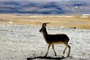 Mongolian Gazelle