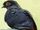 American black-masked blue pigeon (SciiFii)