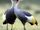 American crested crane (SciiFii)