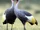 American crested crane (SciiFii)