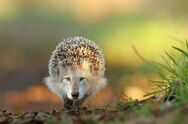 The Hedge-Wolf is a Hybrid Between Hedgehogs and Gray Wolfs.