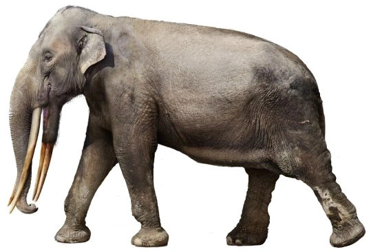 Stegotetrabelodon (SciiFii) | Fanon Wiki | Fandom