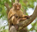 Macaque near Marysville, California
