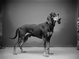 Hound Pinscher