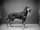 Hound Pinscher