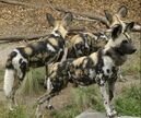 African wild dogs