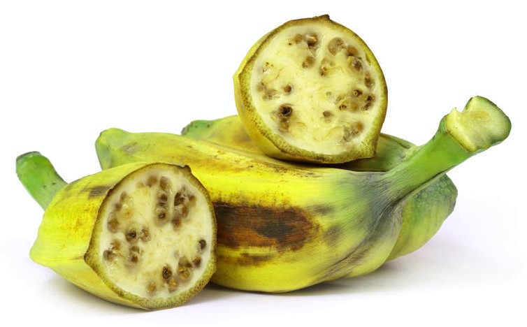 American banana (SciiFii), Fanon Wiki