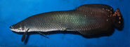 Arapaima, a species of fish native to South America, but has been introduced to Dinosaur Paradise.