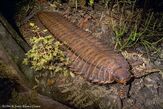 Arthropleura, a species of insect native to the forests of Dinosaur Island.