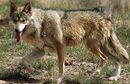 Mexican wolf, one of the introduced species of Nova Island, common in the forests, grasslands and mountains of the island.