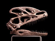 A Guanlong Skull Found with a T.Rex Skull and a V-Rex Skull From 44 Million Years Ago