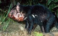 Tasmanian Devil Human Hybrids resembles Tasmanian Devil's with diseases but it is in fact a trait to fool enemies.