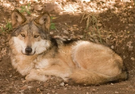 Eastern wolf, one of the introduced species of Panthalassa Island, common in the forests, grasslands and mountains of the island.