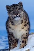 Snow leopard