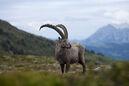 Ibex