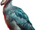Asian shoebill (SciiFii)