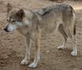 Arabian wolf (Canis lupus arabs)