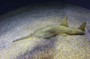 The Dwarf Sawfish is one of two Sawfish of the island (The other being Onchapristies). Sawfish were plentiful on the island before the civil war when people brought Onchiprities to the island and drove other sawfish out but The Dwarf Sawfish was lucky. Every Winter Onchiprities, Dwarf Sawfish and Six Gilled Sawsharks Migrate to warmer waters of the island.