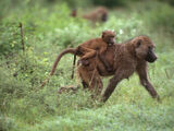 Scottish Baboon