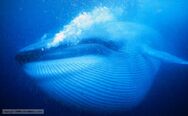 Blue Whale appeared on the island.