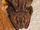 Common North American fruit bat (SciiFii)