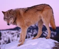 Tibetan wolf (Canis lupus chanco)