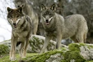 Mogollon Mountain wolf (Canis lupus mogollonensis)