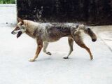 New Zealand Gray Wolf