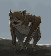 Stock's vampire bat (Desmodus stocki)