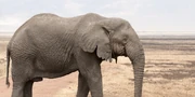 A Gigabug elephant wandering in the African savannas.