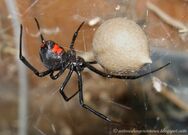 The Black Widow Spider is a Very Venomous Spider That was introduced to the island from Arizona.