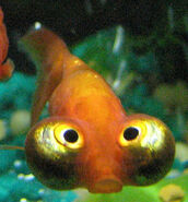 Celestial Eye, one of three goldfish on the island, it is also domesticated by humans