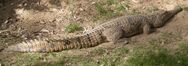 The Freshwater Crocodile is a Crocodile Specie that is Found in commonly in Australia but super rare on the island. The reason of their rarity is because other crocodiles outcompeted them and then The Freshwater Crocodiles went to lakes that the other crocs did not go. They live with the rare Saltwater Crocodile and Rare Chinese Alligator.