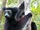 American indri (SciiFii)