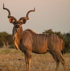 Greater kudu