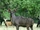 Domestic Eland