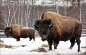 Siberian bison