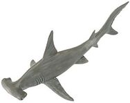 4-8 inch long miniature relative of a man-eating Hammerhead shark