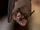 American hog-nosed bat (SciiFii)