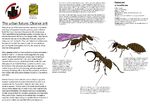 Cleaner Ant, a species of ant that cleans birds in a similar manner to how cleaner shrimp cleans fishes