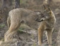 Iberian wolf (Canis lupus signatus)