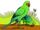 Long-legged macaw (SciiFii)