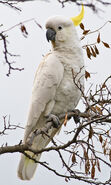 Sulphur-crested cockatoo, a species of parrot from Australia. The feral sulphur-crested cockatoos in California are descended from escaped/released pet sulphur-crested cockatoos and are somehow flourishing, even in Northern California, despite how cold Northern California can get.