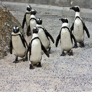 African Penguin, one of the species of penguins that originally lived elsewhere, but these penguins are descended from the ones that escaped from former zoos and safari parks