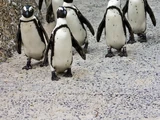 Japanese Penguin