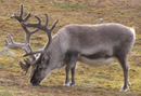 Caribou, one of the introduced species of Lincoln Island, common in the grasslands of the island.