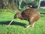 Australian Kiwi