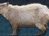 North American capybara (SciiFii)